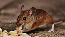 24 Hour & Emergency Exterminators in Kerrville, TN